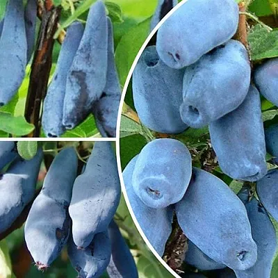 Комплект СИЯНИЕ ГЛАЗ в Ростове-на-Дону