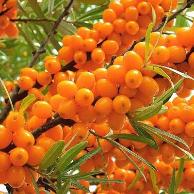 Облепиха  Облепиха в Ростове-на-Дону