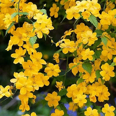 Керрия  Керрия в Ростове-на-Дону