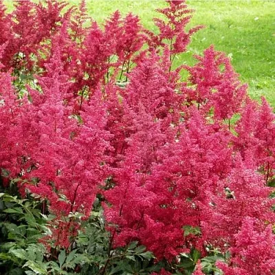 Астильба СКАЙСКРЕЙПЕР китайская  Астильба СКАЙСКРЕЙПЕР китайская в Ростове-на-Дону