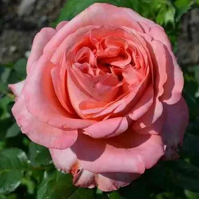 Саженцы роз ЛОНДОН АЙ чайно-гибридная в Ростове-на-Дону