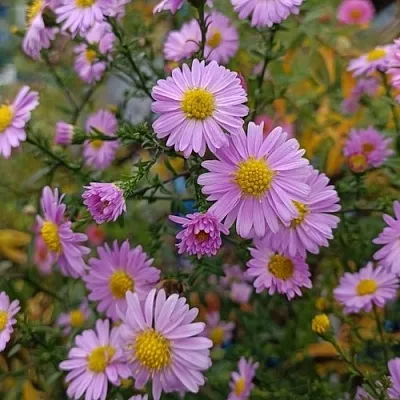 Астра СТРОУБЕРРИ ЭНД КРИМ новобельгийская  Астра СТРОУБЕРРИ ЭНД КРИМ новобельгийская в Ростове-на-Дону