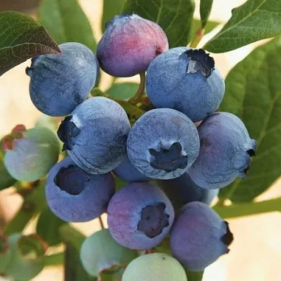 Голубика ОСОРНО  Голубика ОСОРНО в Ростове-на-Дону