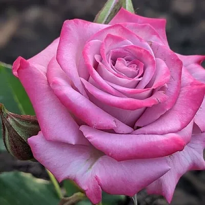 Саженцы роз ОКЕАН МИКАДО спрей  Саженцы роз ОКЕАН МИКАДО спрей в Ростове-на-Дону