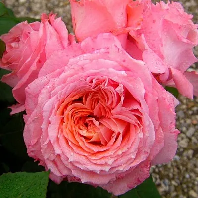 Саженцы роз ИНСТИТУТ ЛЮМЬЕР шраб  Саженцы роз ИНСТИТУТ ЛЮМЬЕР шраб в Ростове-на-Дону