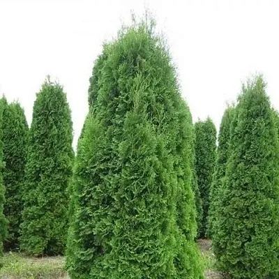 Туя КОЛУМНА западная  Туя КОЛУМНА западная в Ростове-на-Дону