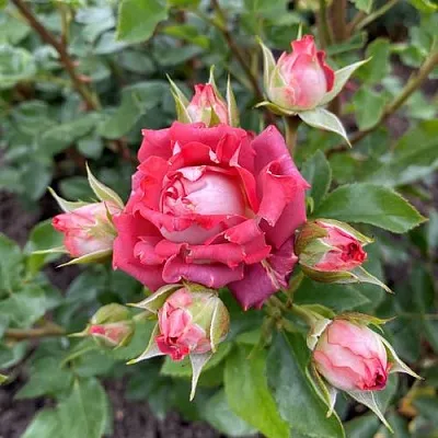 Саженцы роз ТИРАМИСУ спрей  Саженцы роз ТИРАМИСУ спрей в Ростове-на-Дону