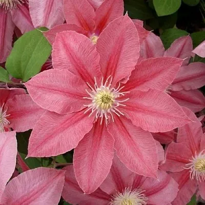 Клематис ЛИТЛ МЕРМЕЙД  Клематис ЛИТЛ МЕРМЕЙД в Ростове-на-Дону