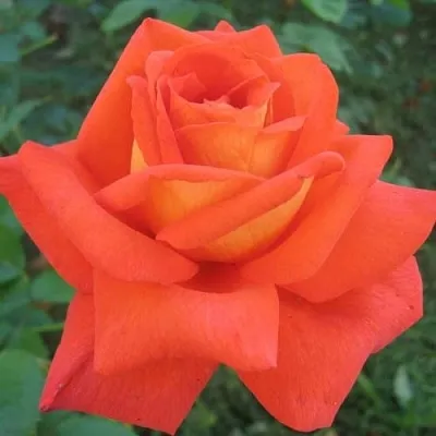 Саженцы роз ЛОВЕРС МИТИНГ чайно-гибридная  Саженцы роз ЛОВЕРС МИТИНГ чайно-гибридная в Ростове-на-Дону