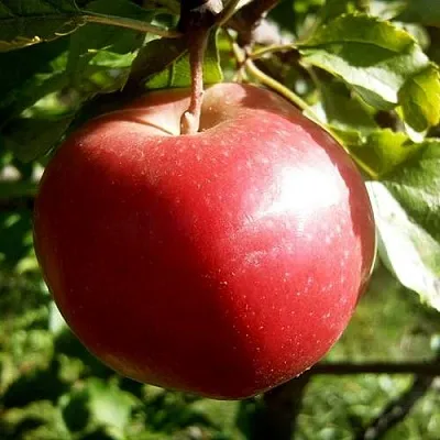 Яблоня НАСТЕНЬКА  Яблоня НАСТЕНЬКА в Ростове-на-Дону