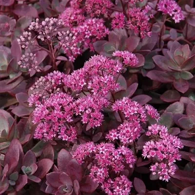 Очиток (седум) САНСПАРКЛЕР ФАЙЕРКРЕКЕР  Очиток (седум) САНСПАРКЛЕР ФАЙЕРКРЕКЕР в Ростове-на-Дону