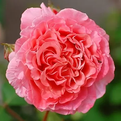 Саженцы роз ЛОРАН КАБРОЛЬ шраб  Саженцы роз ЛОРАН КАБРОЛЬ шраб в Ростове-на-Дону