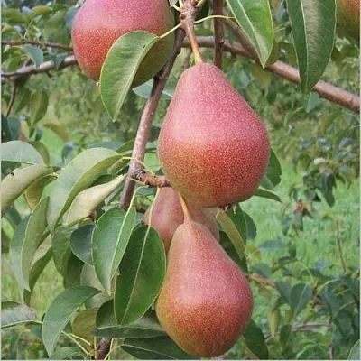 Груша РУМЯНАЯ КЕДРИНА  Груша РУМЯНАЯ КЕДРИНА в Ростове-на-Дону