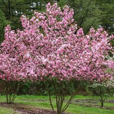 Яблоня РУДОЛЬФ декоративная   Яблоня РУДОЛЬФ декоративная  в Ростове-на-Дону