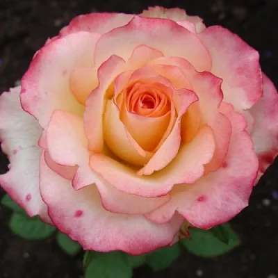 Саженцы роз ДУЭТ чайно-гибридная  Саженцы роз ДУЭТ чайно-гибридная в Ростове-на-Дону