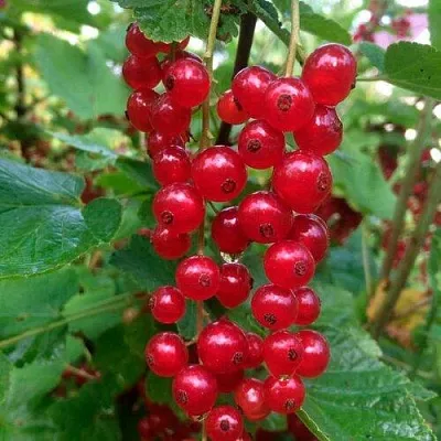 Смородина красная КОНСТАНТИНОВСКАЯ  Смородина красная КОНСТАНТИНОВСКАЯ в Ростове-на-Дону