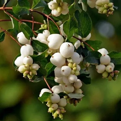 Снежноягодник  Снежноягодник в Ростове-на-Дону