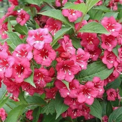 Вейгела БРИСТОЛЬ РУБИ  Вейгела БРИСТОЛЬ РУБИ в Ростове-на-Дону