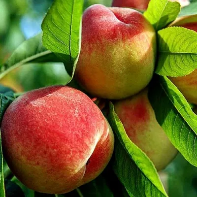 Персик  Персик в Ростове-на-Дону