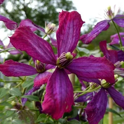 Клематис СВИТ САММЕР ЛАВ  Клематис СВИТ САММЕР ЛАВ в Ростове-на-Дону