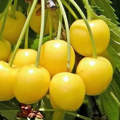 Черешня РОССОШАНСКАЯ ЗОЛОТАЯ  Черешня РОССОШАНСКАЯ ЗОЛОТАЯ в Ростове-на-Дону