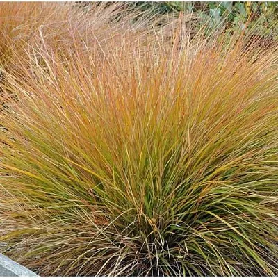 Осока БРОНЗОВЫЕ КУДРИ  Осока БРОНЗОВЫЕ КУДРИ в Ростове-на-Дону