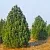 Сосна черная ПИРАМИДАЛИС в Ростове-на-Дону