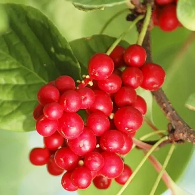 Лимонник ДЕДОВСКИЙ  Лимонник ДЕДОВСКИЙ в Ростове-на-Дону