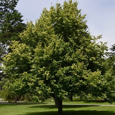 Липа сердцевидная  Липа сердцевидная в Ростове-на-Дону