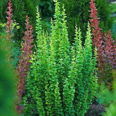 Барбарис ЭРЕКТА тунберга в Ростове-на-Дону