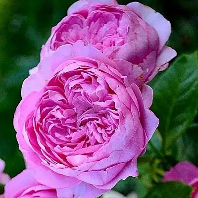 Саженцы роз ШАНТАЛЬ МЕРЬЕ шраб  Саженцы роз ШАНТАЛЬ МЕРЬЕ шраб в Ростове-на-Дону