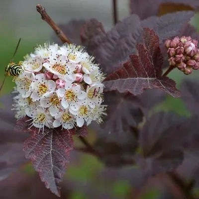 Пузыреплодник  Пузыреплодник в Ростове-на-Дону