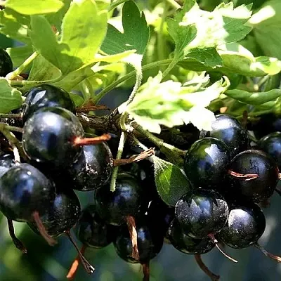 Золотистая в Ростове-на-Дону