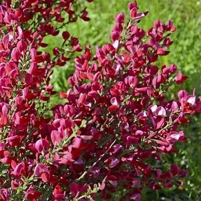 Ракитник БОСКОП РУБИ   Ракитник БОСКОП РУБИ  в Ростове-на-Дону