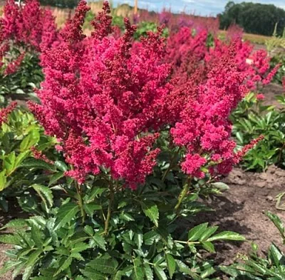 Астильба ЛАКИ ДЕЙ Арендса  Астильба ЛАКИ ДЕЙ Арендса в Ростове-на-Дону