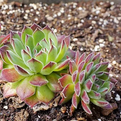 Молодило РУССКОЕ  Молодило РУССКОЕ в Ростове-на-Дону