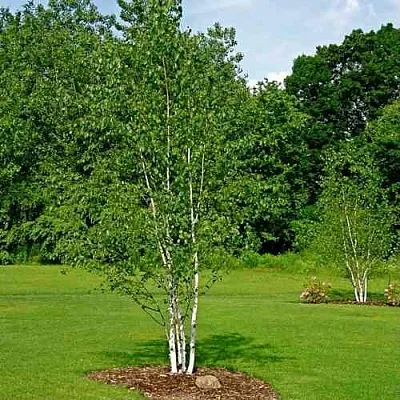 Береза бумажная  Береза бумажная в Ростове-на-Дону