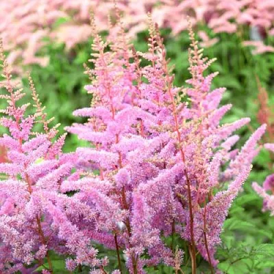 Астильба АМЕРИКА Арендса  Астильба АМЕРИКА Арендса в Ростове-на-Дону