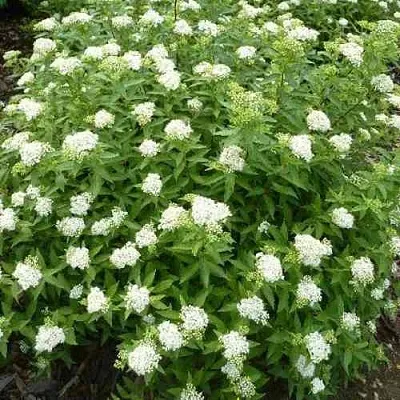 Спирея АЛЬБИФЛОРА японская  Спирея АЛЬБИФЛОРА японская в Ростове-на-Дону