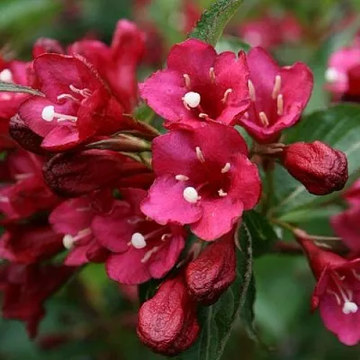 Вейгела ЕВА РАТКЕ  Вейгела ЕВА РАТКЕ в Ростове-на-Дону