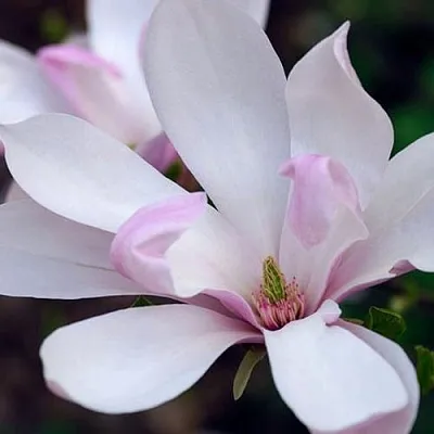 Магнолия ПИНКИ  Магнолия ПИНКИ в Ростове-на-Дону