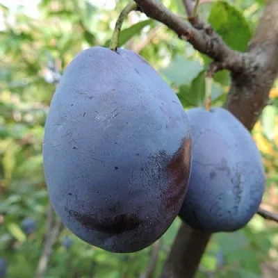 Слива АМЕРС  Слива АМЕРС в Ростове-на-Дону