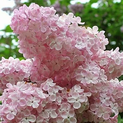 Сирень ВЕЧЕРНИЙ ЗВОН  Сирень ВЕЧЕРНИЙ ЗВОН в Ростове-на-Дону