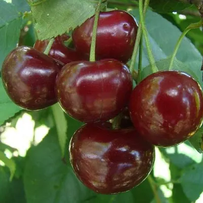 Дюк КОРМИЛИЦА  Дюк КОРМИЛИЦА в Ростове-на-Дону