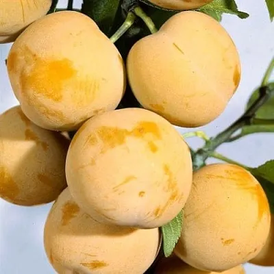 Слива РЕНКЛОД ранний  Слива РЕНКЛОД ранний в Ростове-на-Дону