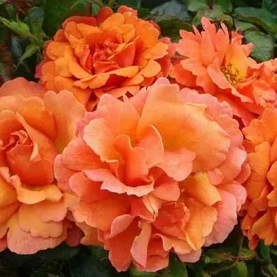 Саженцы роз БРИДЖ ОФ САЙЗ плетистая  Саженцы роз БРИДЖ ОФ САЙЗ плетистая в Ростове-на-Дону