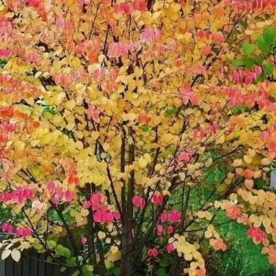 БАГРЯННИК японский  БАГРЯННИК японский в Ростове-на-Дону