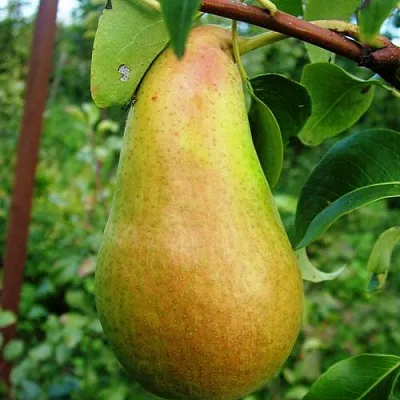 Груша АМФОРА  Груша АМФОРА в Ростове-на-Дону