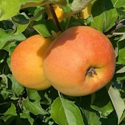 Яблоня АНТОНОВКА ЗОЛОТАЯ  Яблоня АНТОНОВКА ЗОЛОТАЯ в Ростове-на-Дону