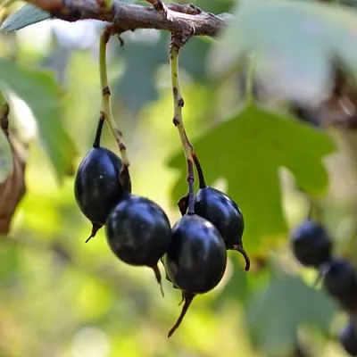 Смородина золотистая ДУСТЛИК  Смородина золотистая ДУСТЛИК в Ростове-на-Дону